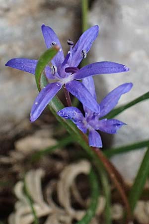 Scilla pneumonanthe \ Chelmos-Blaustern / Chelmos Squill, GR Peloponnes, Chelmos 18.5.2024