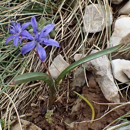 Scilla pneumonanthe \ Chelmos-Blaustern / Chelmos Squill, GR Peloponnes, Chelmos 18.5.2024