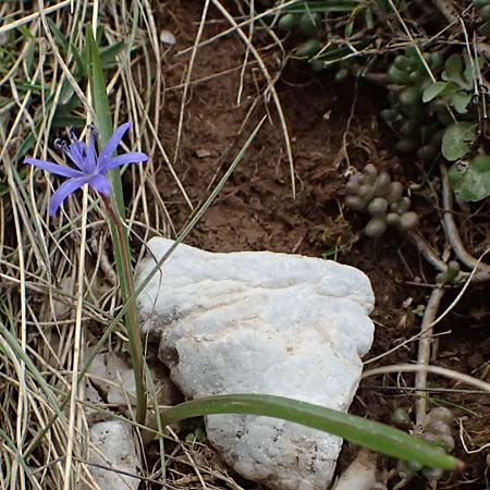 Scilla pneumonanthe \ Chelmos-Blaustern / Chelmos Squill, GR Peloponnes, Chelmos 18.5.2024