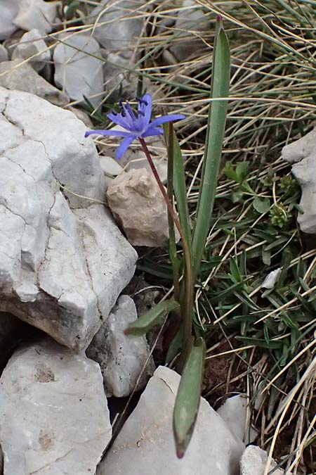 Scilla pneumonanthe \ Chelmos-Blaustern / Chelmos Squill, GR Peloponnes, Chelmos 18.5.2024