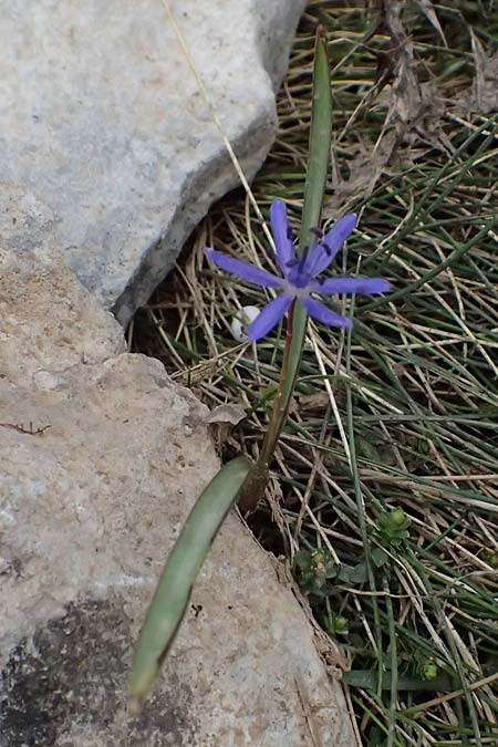 Scilla pneumonanthe \ Chelmos-Blaustern / Chelmos Squill, GR Peloponnes, Chelmos 18.5.2024