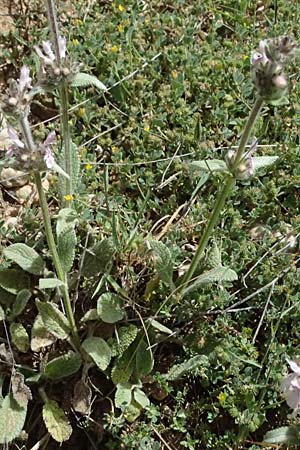 Stachys cretica \ Kretischer Ziest / Mediterranean Woundwort, GR Peloponnes, Mt. Kyllini, Mesi Trikalon 21.5.2024