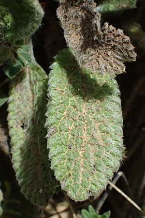 Stachys cretica \ Kretischer Ziest / Mediterranean Woundwort, GR Peloponnes, Mt. Kyllini, Mesi Trikalon 21.5.2024