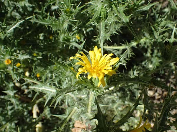 Scolymus hispanicus \ Spanische Golddistel / Common Golden Thistle, GR Peloponnes, Pyrgos 24.5.2024