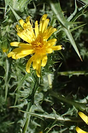 Scolymus hispanicus \ Spanische Golddistel / Common Golden Thistle, GR Peloponnes, Pyrgos 24.5.2024