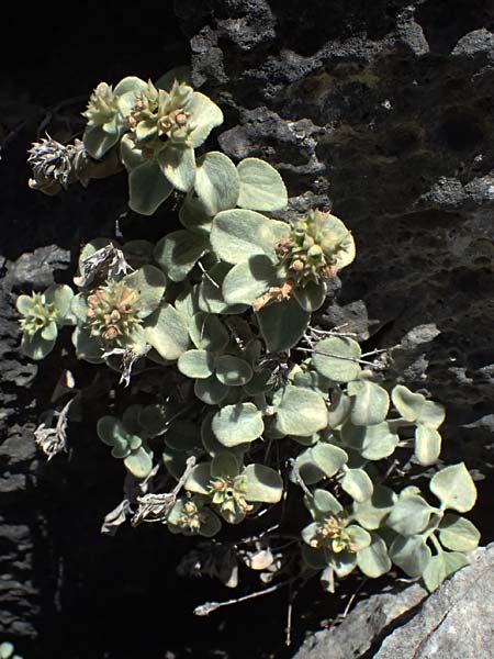 Stachys candida \ Schnee-Ziest / Furry-Leaved Woundwort, GR Peloponnes, Taygetos, Viros - Schlucht / Gorge 31.5.2024