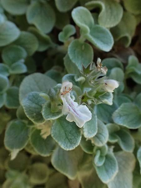 Stachys candida \ Schnee-Ziest / Furry-Leaved Woundwort, GR Peloponnes, Taygetos, Viros - Schlucht / Gorge 31.5.2024