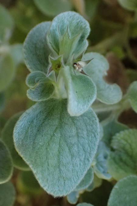Stachys candida \ Schnee-Ziest / Furry-Leaved Woundwort, GR Peloponnes, Taygetos, Viros - Schlucht / Gorge 31.5.2024