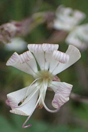 Silene italica \ Italienisches Leimkraut / Italian Campion, GR Peloponnes, Saitas 19.5.2024