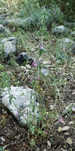 Sideritis purpurea \ Purpur-Gliedkraut / Purple Ironwort, GR Peloponnes, Chelmos, Klitoria 23.5.2024