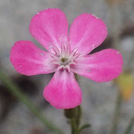 Silene integripetala \ S�dgriechisches Leimkraut, Ganzrandiges Leimkraut / Entire-Petal Campion, GR Peloponnes, Taygetos, Viros - Schlucht / Gorge 25.5.2024