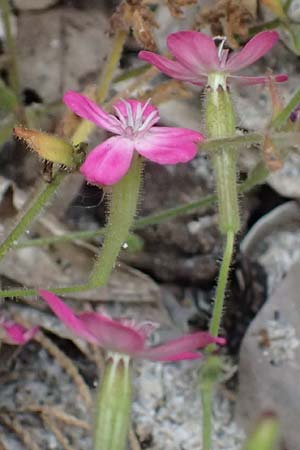 Silene integripetala \ S�dgriechisches Leimkraut, Ganzrandiges Leimkraut / Entire-Petal Campion, GR Peloponnes, Taygetos, Viros - Schlucht / Gorge 25.5.2024
