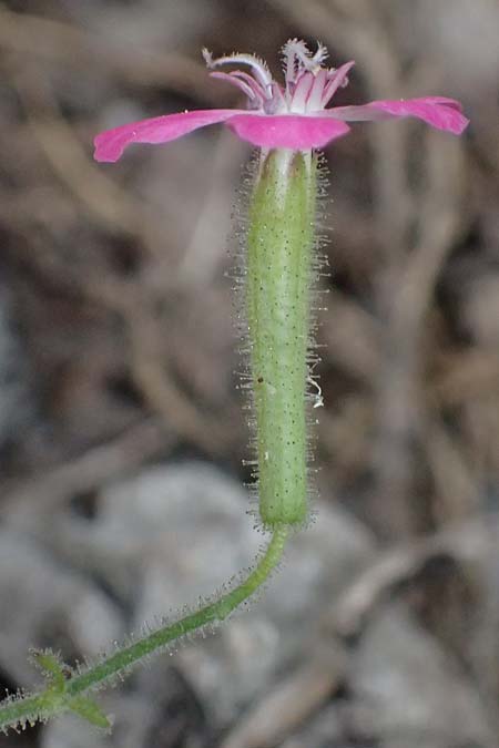 Silene integripetala \ S�dgriechisches Leimkraut, Ganzrandiges Leimkraut / Entire-Petal Campion, GR Peloponnes, Taygetos, Viros - Schlucht / Gorge 25.5.2024