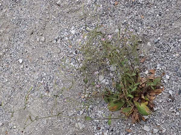 Silene integripetala \ S�dgriechisches Leimkraut, Ganzrandiges Leimkraut / Entire-Petal Campion, GR Peloponnes, Taygetos, Viros - Schlucht / Gorge 25.5.2024