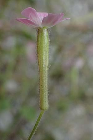 Silene integripetala \ S�dgriechisches Leimkraut, Ganzrandiges Leimkraut / Entire-Petal Campion, GR Peloponnes, Taygetos, Viros - Schlucht / Gorge 25.5.2024