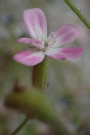Silene integripetala \ S�dgriechisches Leimkraut, Ganzrandiges Leimkraut / Entire-Petal Campion, GR Peloponnes, Taygetos, Viros - Schlucht / Gorge 25.5.2024