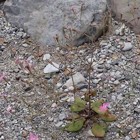 Silene integripetala \ S�dgriechisches Leimkraut, Ganzrandiges Leimkraut / Entire-Petal Campion, GR Peloponnes, Taygetos, Viros - Schlucht / Gorge 25.5.2024