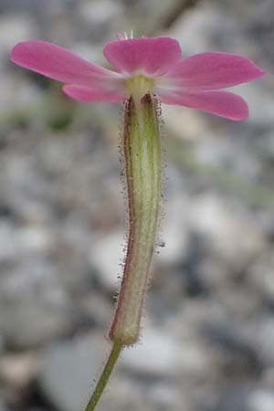 Silene integripetala \ S�dgriechisches Leimkraut, Ganzrandiges Leimkraut / Entire-Petal Campion, GR Peloponnes, Taygetos, Viros - Schlucht / Gorge 25.5.2024