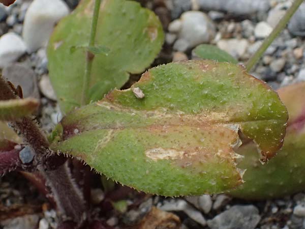 Silene integripetala \ S�dgriechisches Leimkraut, Ganzrandiges Leimkraut / Entire-Petal Campion, GR Peloponnes, Taygetos, Viros - Schlucht / Gorge 25.5.2024