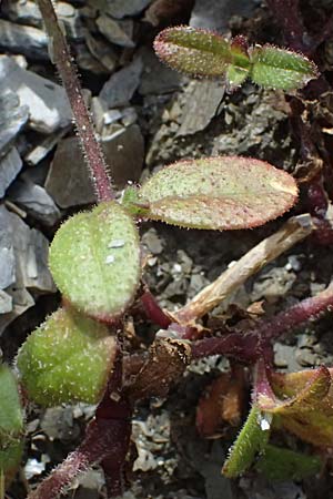 Silene integripetala \ S�dgriechisches Leimkraut, Ganzrandiges Leimkraut / Entire-Petal Campion, GR Peloponnes, Taygetos 27.5.2024