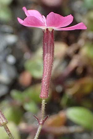 Silene integripetala \ S�dgriechisches Leimkraut, Ganzrandiges Leimkraut / Entire-Petal Campion, GR Peloponnes, Taygetos 27.5.2024