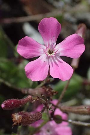 Silene integripetala \ S�dgriechisches Leimkraut, Ganzrandiges Leimkraut / Entire-Petal Campion, GR Peloponnes, Taygetos 27.5.2024