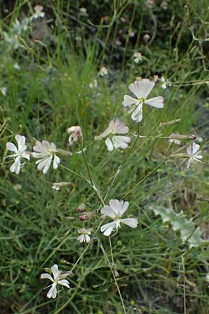 Silene italica \ Italienisches Leimkraut / Italian Campion, GR Peloponnes, Taygetos 27.5.2024