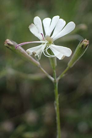 Silene italica \ Italienisches Leimkraut / Italian Campion, GR Peloponnes, Taygetos 27.5.2024
