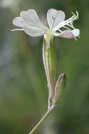 Silene italica \ Italienisches Leimkraut / Italian Campion, GR Peloponnes, Taygetos 27.5.2024