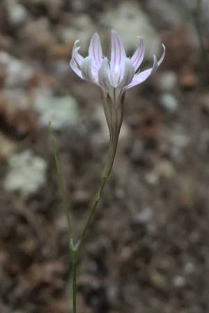 Silene echinosperma \ Igelsamiges Leimkraut / Bristleseed Catchfly, GR Peloponnes, Taygetos, Viros - Schlucht / Gorge 29.5.2024