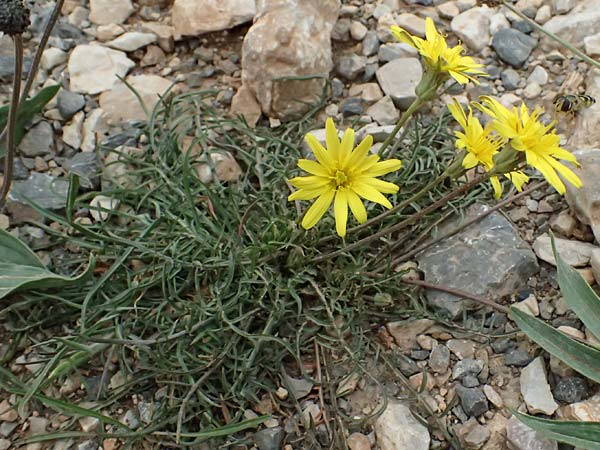 Scorzonera laciniata \ Schlitzblttrige Schwarzwurzel, GR Peloponnes, Chelmos 18.5.2024