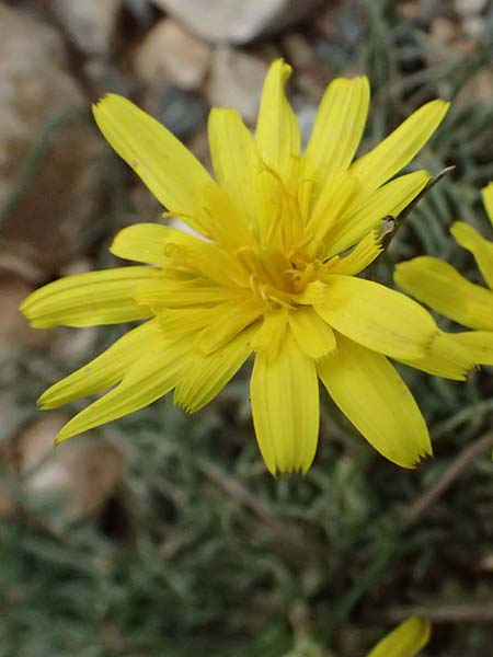 Scorzonera laciniata \ Schlitzblttrige Schwarzwurzel, GR Peloponnes, Chelmos 18.5.2024