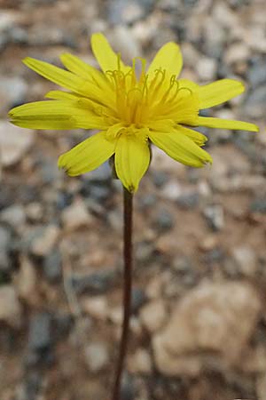 Scorzonera laciniata \ Schlitzblttrige Schwarzwurzel, GR Peloponnes, Chelmos 18.5.2024