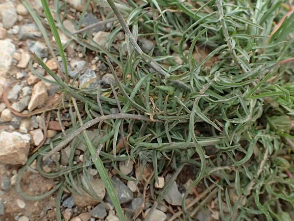 Scorzonera laciniata \ Schlitzblttrige Schwarzwurzel, GR Peloponnes, Chelmos 18.5.2024