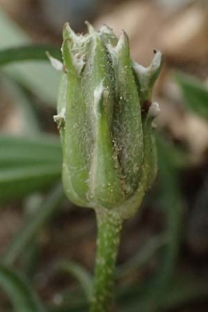 Scorzonera laciniata \ Schlitzblttrige Schwarzwurzel, GR Peloponnes, Chelmos 18.5.2024