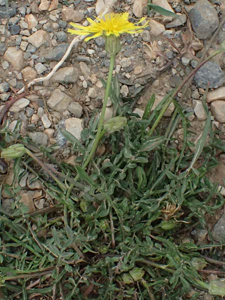 Scorzonera laciniata \ Schlitzblttrige Schwarzwurzel, GR Peloponnes, Chelmos 18.5.2024