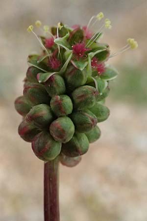 Sanguisorba minor / Salad Burnet, GR Peloponnes, Chelmos 18.5.2024