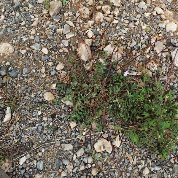 Sanguisorba minor / Salad Burnet, GR Peloponnes, Chelmos 18.5.2024