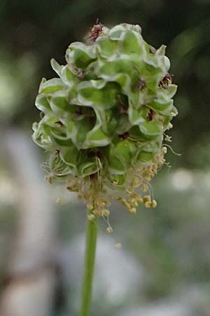 Sanguisorba minor / Salad Burnet, GR Peloponnes, Saitas 19.5.2024