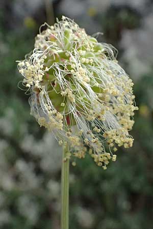 Sanguisorba minor / Salad Burnet, GR Peloponnes, Mt. Kyllini, Ziria 21.5.2024