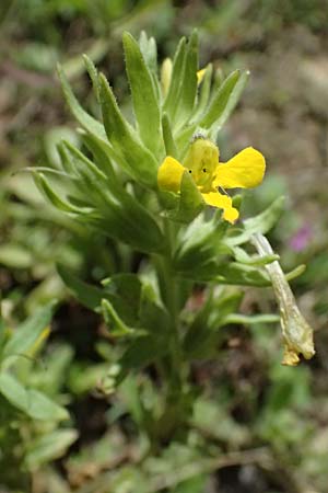 Scutellaria orientalis \ Orientalisches Helmkraut / Yellow-Flowered Skullcap, GR Peloponnes, Taygetos, Viros - Schlucht / Gorge 31.5.2024