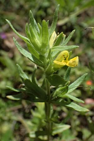 Scutellaria orientalis \ Orientalisches Helmkraut / Yellow-Flowered Skullcap, GR Peloponnes, Taygetos, Viros - Schlucht / Gorge 31.5.2024
