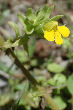 Scutellaria orientalis \ Orientalisches Helmkraut / Yellow-Flowered Skullcap, GR Peloponnes, Taygetos, Viros - Schlucht / Gorge 31.5.2024