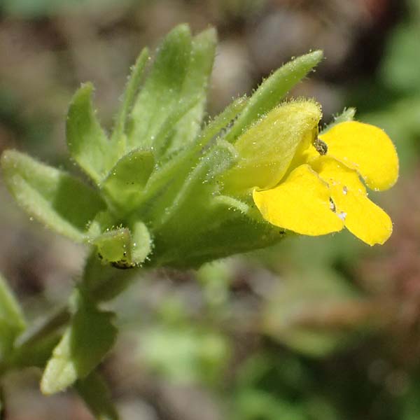 Scutellaria orientalis \ Orientalisches Helmkraut / Yellow-Flowered Skullcap, GR Peloponnes, Taygetos, Viros - Schlucht / Gorge 31.5.2024