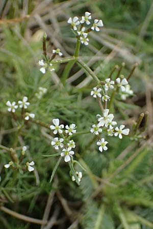 Scandix pecten-veneris \ Echter Venuskamm / Shepherd's Needle, GR Peloponnes, Chelmos 18.5.2024