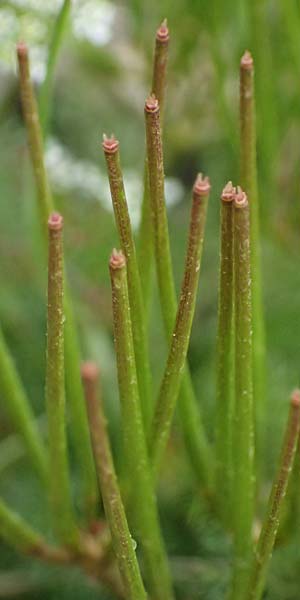 Scandix pecten-veneris \ Echter Venuskamm / Shepherd's Needle, GR Peloponnes, Chelmos 18.5.2024
