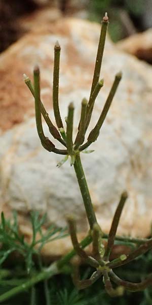 Scandix pecten-veneris \ Echter Venuskamm / Shepherd's Needle, GR Peloponnes, Chelmos 18.5.2024