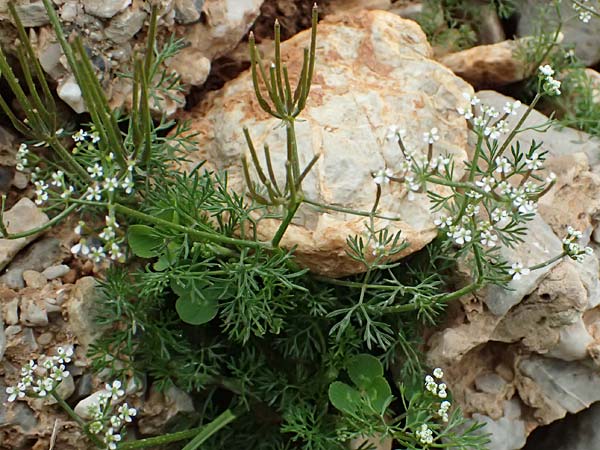 Scandix pecten-veneris \ Echter Venuskamm / Shepherd's Needle, GR Peloponnes, Chelmos 18.5.2024