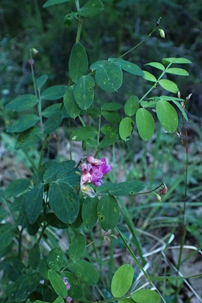 Lathyrus niger \ Schwarze Platterbse, GR Peloponnes, Chelmos, Limni Doxa 22.5.2024