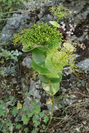 Smyrnium rotundifolium \ Rundblttrige Gelbdolde / Round-Leaved Alexanders, GR Peloponnes, Mt. Kyllini, Steno 19.5.2024
